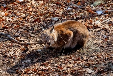 Рысь Мария Смитюк, ИА PrimaMedia.ru
