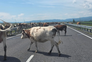 Водителям в Бурятии пояснили, что делать в случае ДТП с коровой 