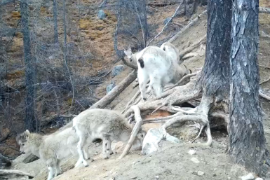 Новость дня