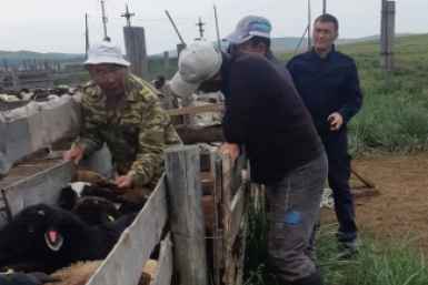 В Бурятии пересчитали племенных баранов, переданных фермерам