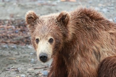 В Бурятии отстрелили медведей в 7 раз больше, чем в 2025 году