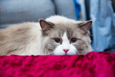 Уменьшить количество аллергенов дома помогают регулярная влажная уборка Илья Аверьянов, ИА PrimaMedia.ru