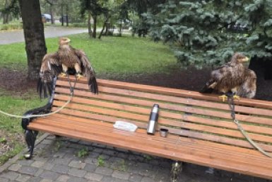 Двух орлов изъяли у уличных фотографов в Пятигорске Соцсети Д. Ворошилова