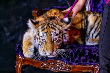 VIP-вечеринка в честь торжественного открытия Tigre de Cristal РИА PrimaMedia, Александр Хитров
