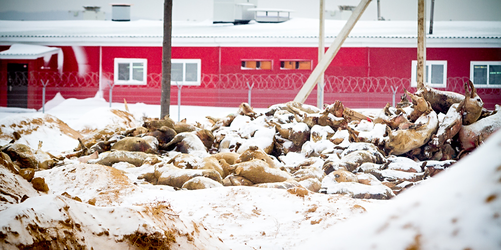 Туши свиней на территории ЗАО "Свинокомплекс "Восточно-Сибирский", Фото с места события собственное