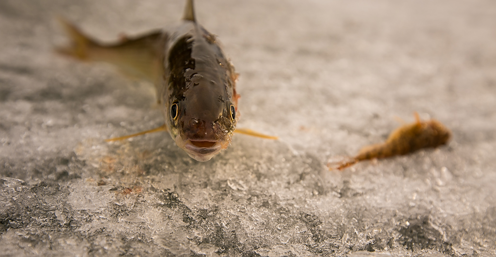 Байкальская рыбалка , Фото с места события собственное