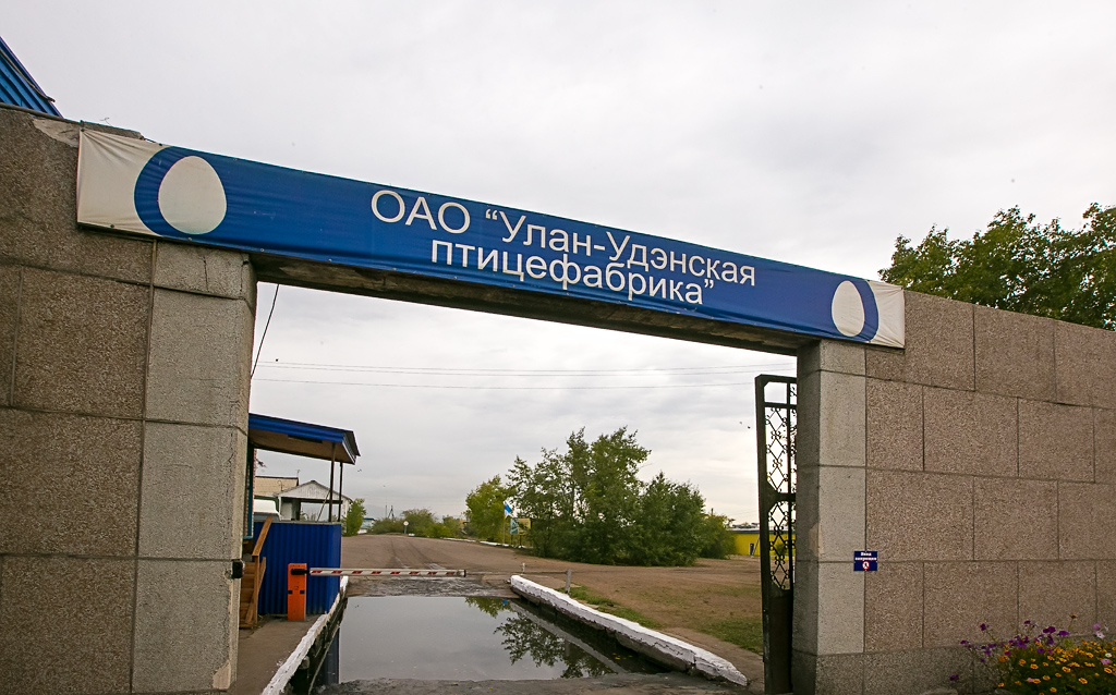 В новом корпусе птицефабрики в Улан-Удэ за год смогут произвести до 60 млн яиц, Фото с места события собственное
