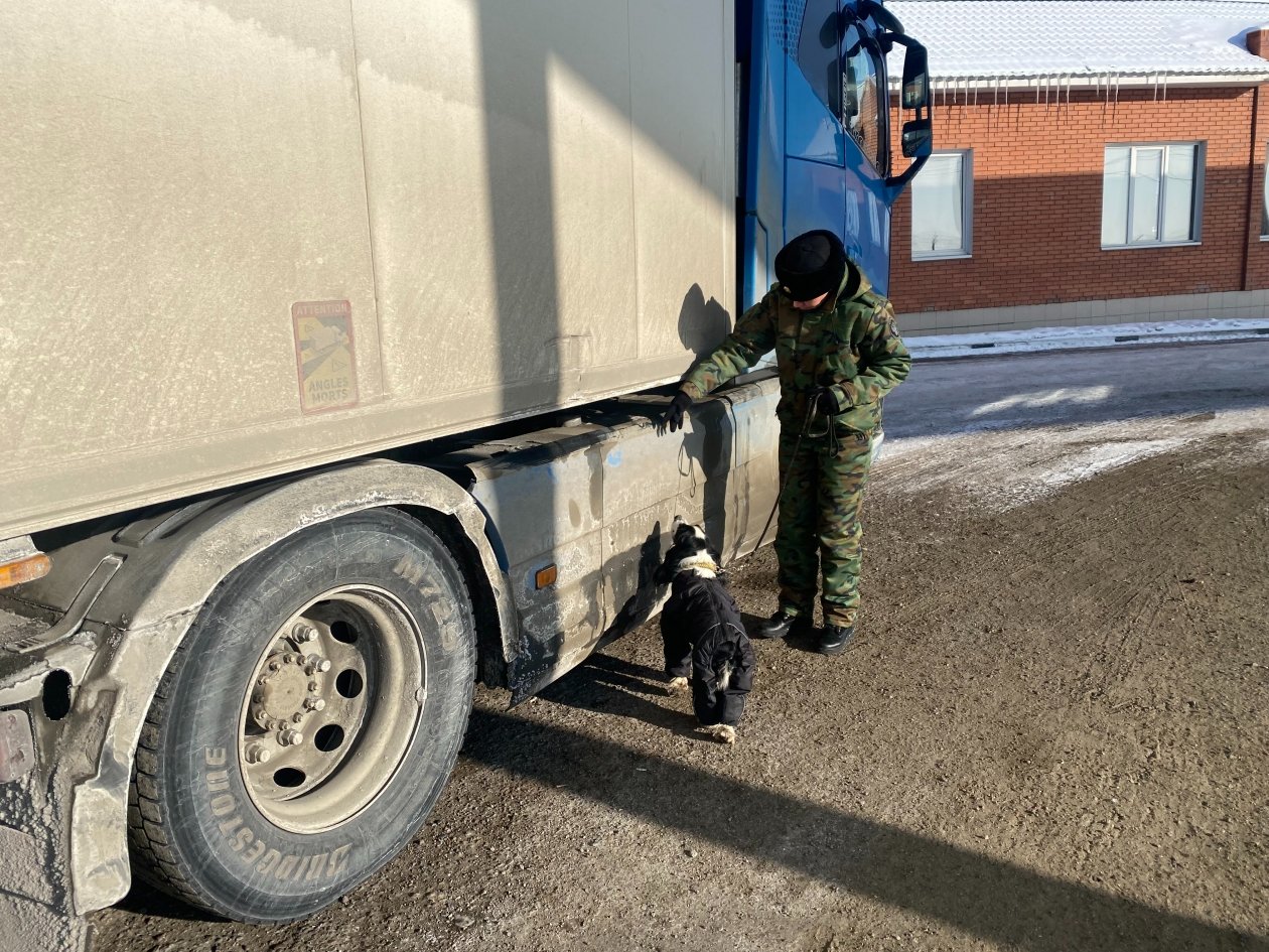 На таможне служили 15 кинологов с немецкими овчарками и русскими спаниелями Бурятская таможня