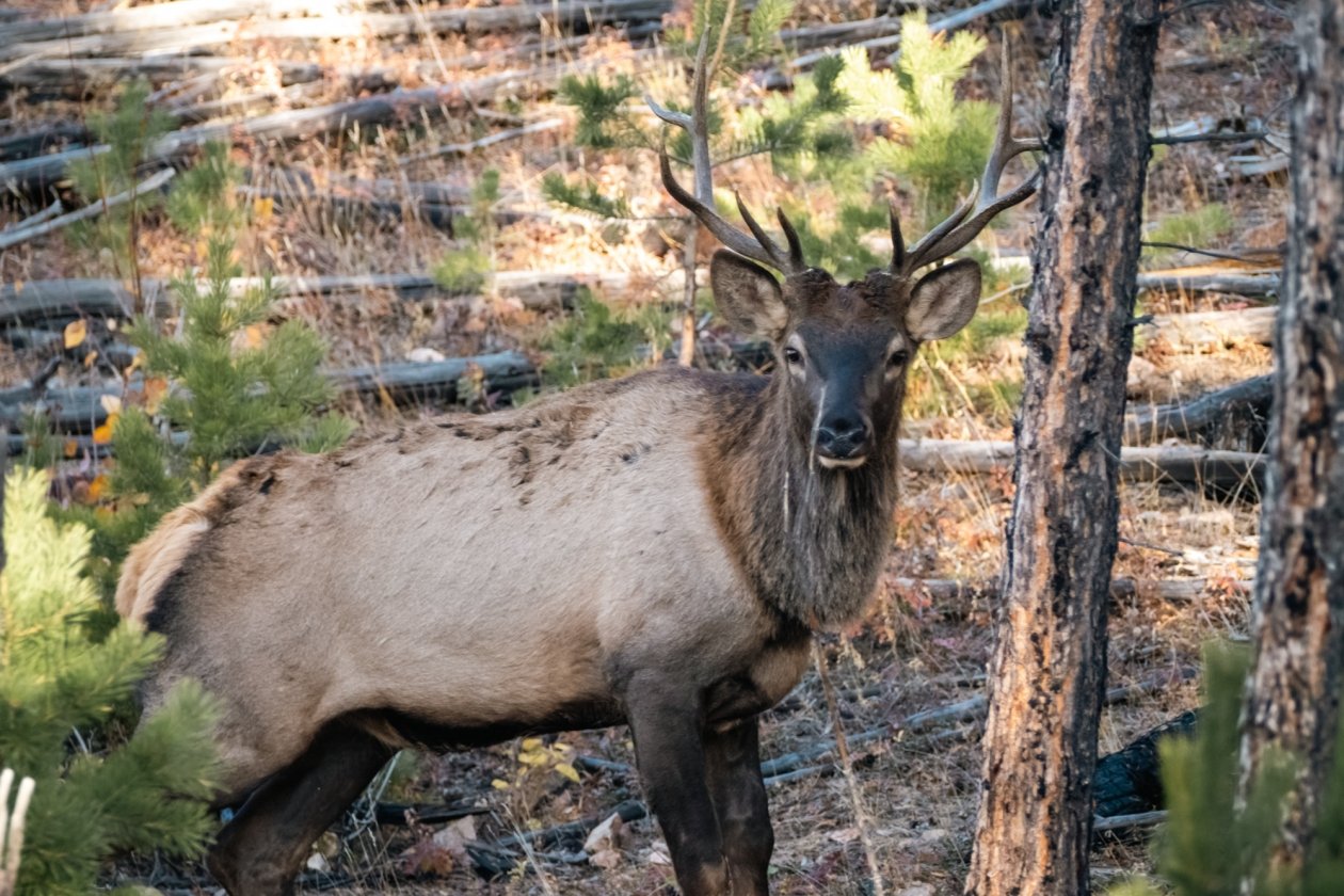 За сезон пройдут по 160 маршрутам до марта, чтобы оценить популяции животных БУ &quotБурприрода&quot