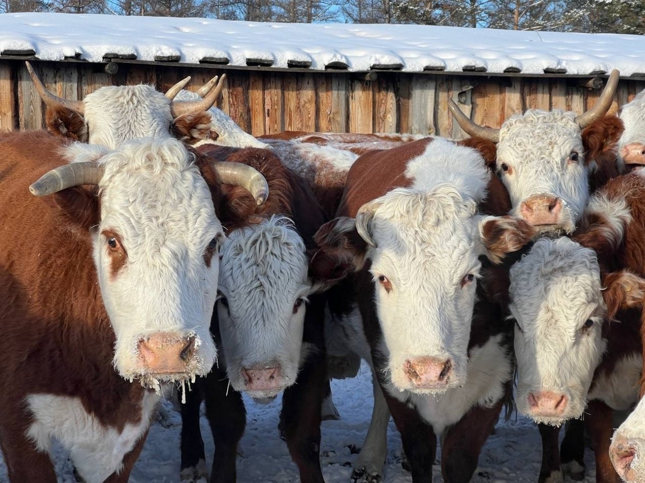 Скот пасся без хозяина минсельхозпрод