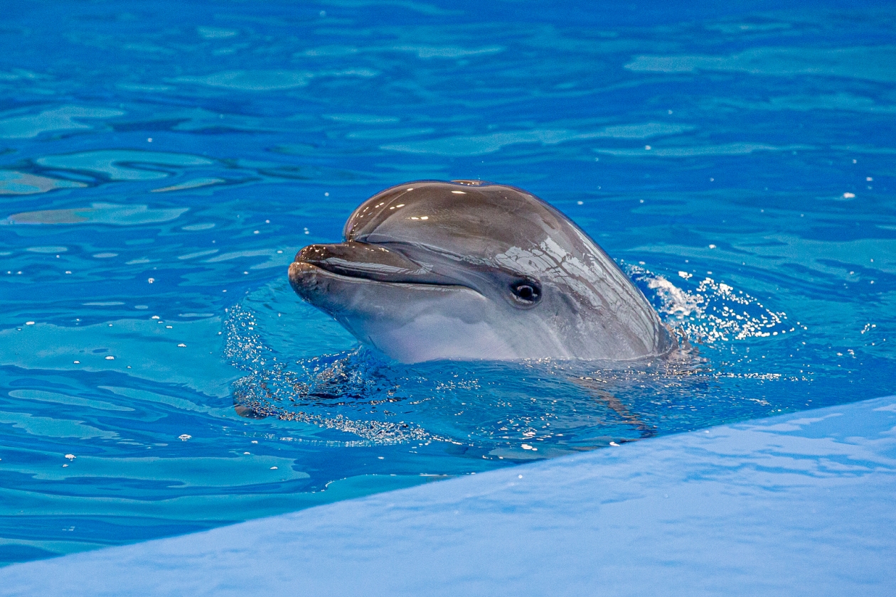 дельфины, океанариум, дельфинарий Мария Смитюк, ИА PrimaMedia