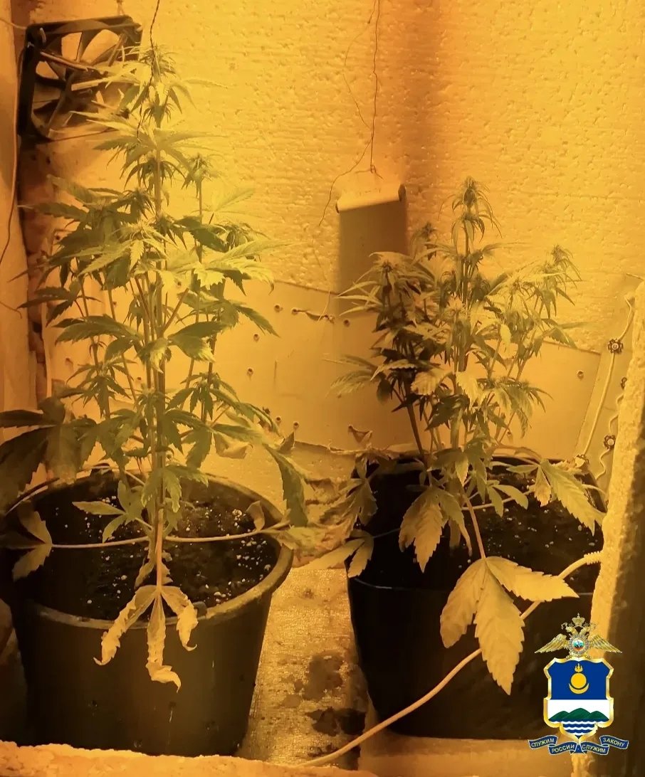 В Бурятии задержали мужчину за выращивание дома конопли МВД по Бурятии