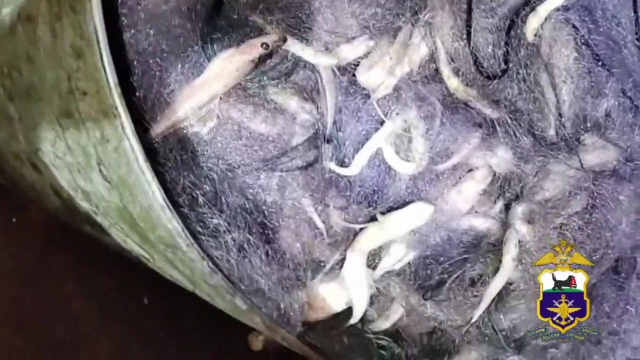 Браконьер выловил на Байкале более 1,5 тысячи хвостов голомянки Пресс-служба Восточно-Сибирского ЛУ МВД России на транспорте