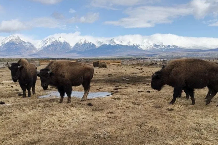 Фермер в Бурятии открыл первую бизонью ферму ради туризма Минсельхоз Бурятии
