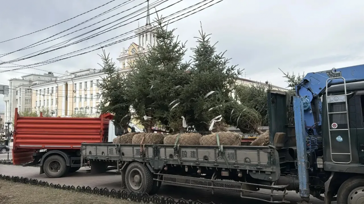В центре Улан-Удэ высадили 12 голубых елей администрация г. Улан-Удэ