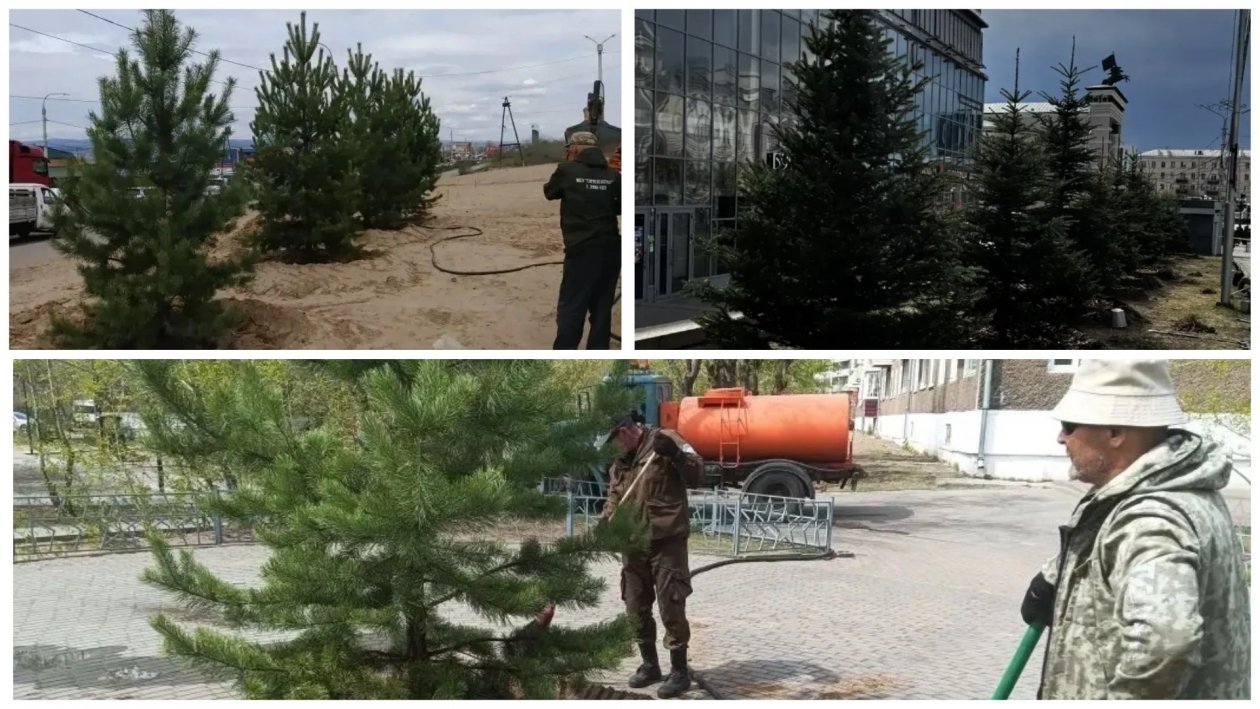 В Улан-Удэ за май высадили свыше 1150 деревьев и кустарников администрация г. Улан-Удэ