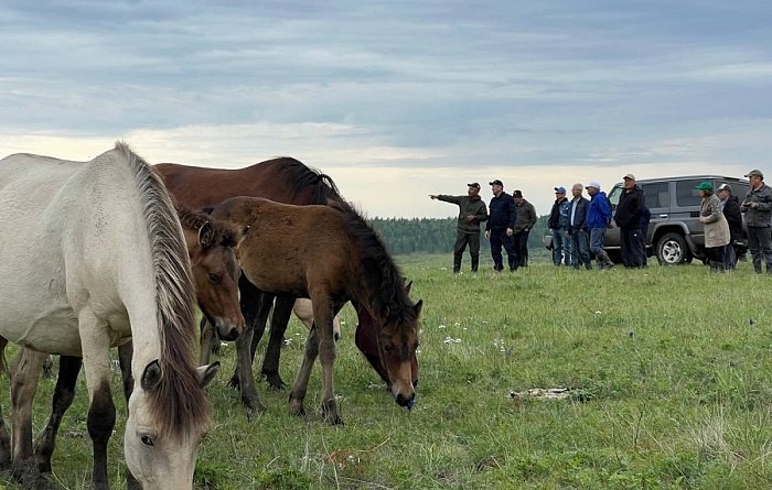 Сейчас в республике насчитывается около 18 тыс. табунных мясных лошадей Министерство сельского хозяйства и продовольствия Республики Бурятия