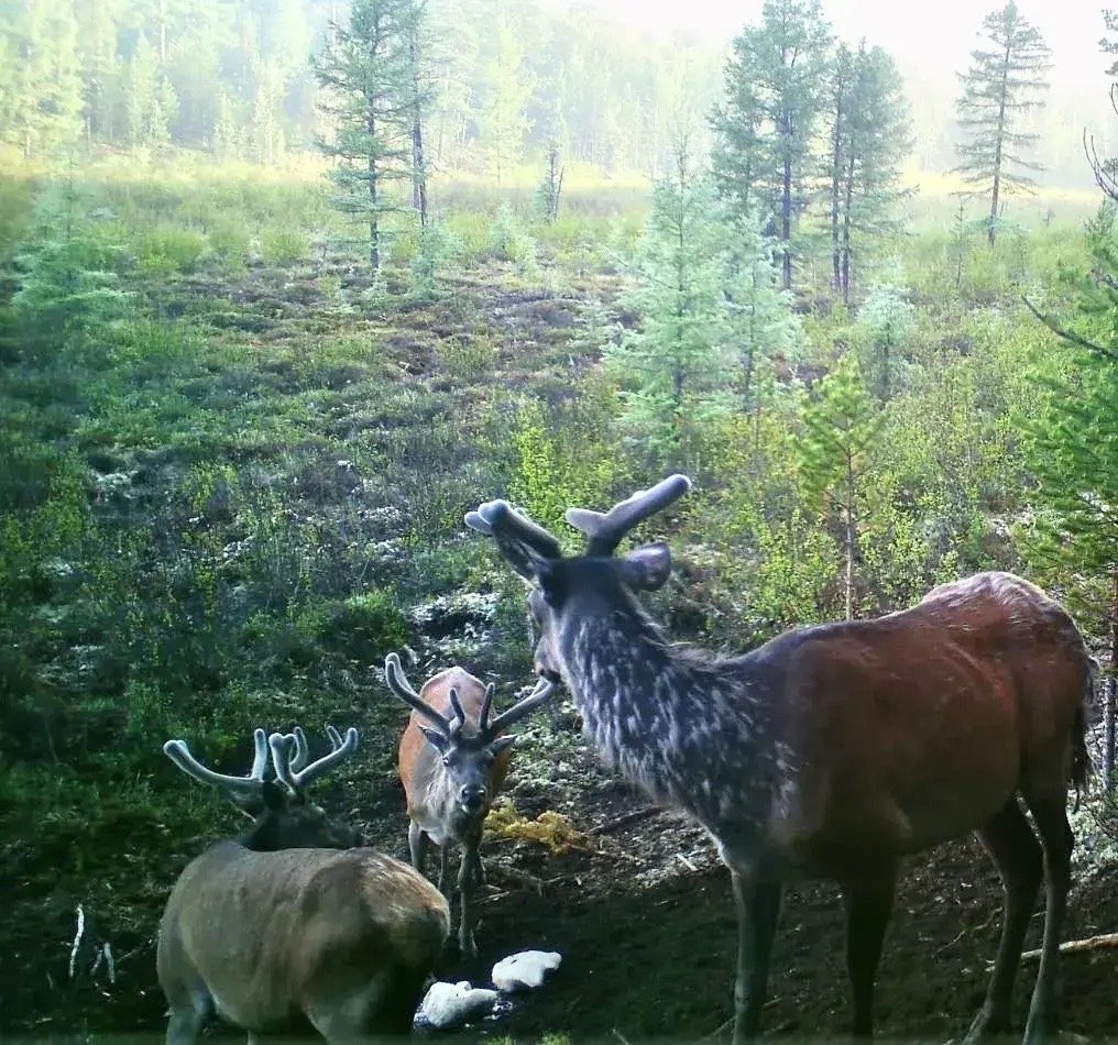Миприроды Забайкалья
