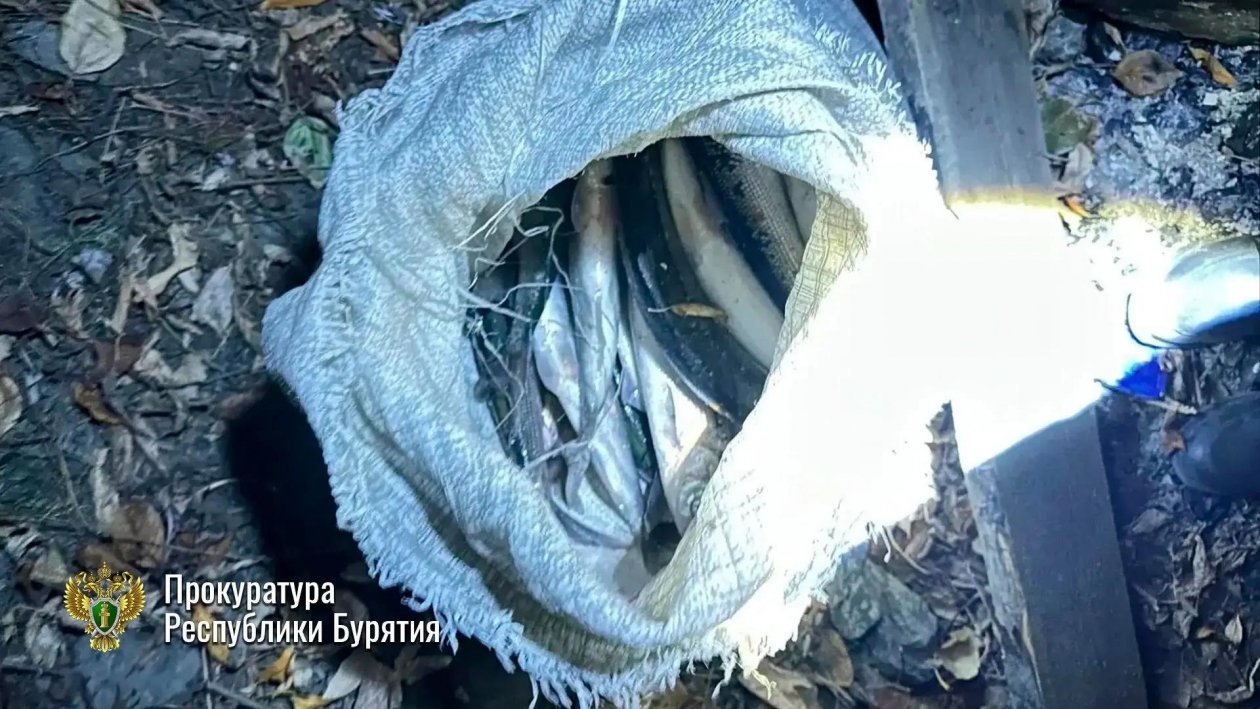 Незаконно добыл рыбу в акватории реки Селенги (местность Ильинка)