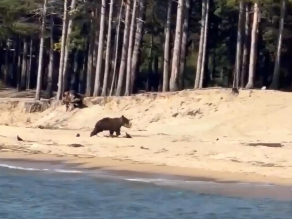 Медведь вышел прямо на берег Байкала, где отдыхают туристы