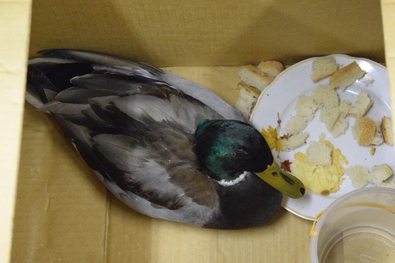 Пернатые, хвостатые и зубастые "звезды" покорили сердца жителей Бурятии, Фото с места события из других источников