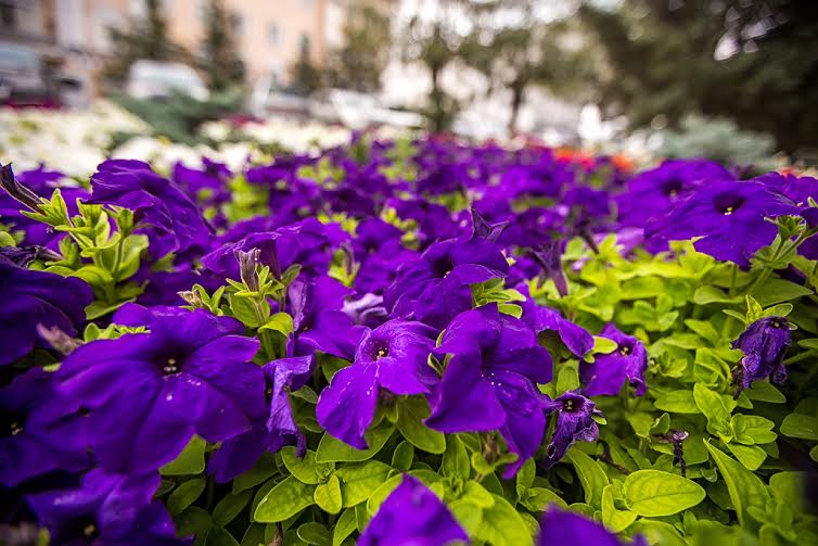 Цветочное царство города Улан-Удэ