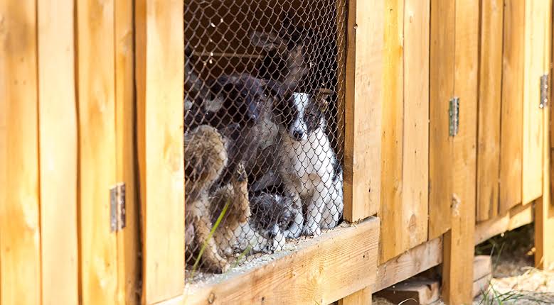 Около 14 млн рублей потратили в Бурятии на отлов собак