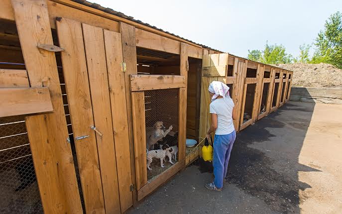 Около 14 млн рублей потратили в Бурятии на отлов собак