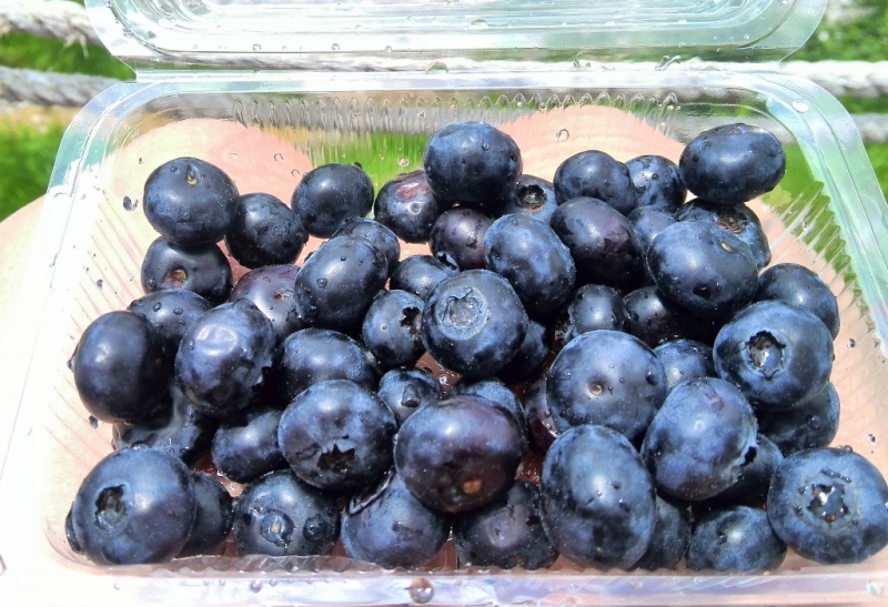 Голубика Кокарева Варвара, PrimaMedia