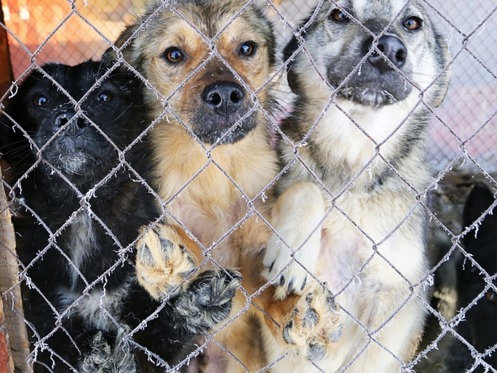 В Магаданской области вслед за Бурятией разрешат эвтаназию бесхозяйных собак