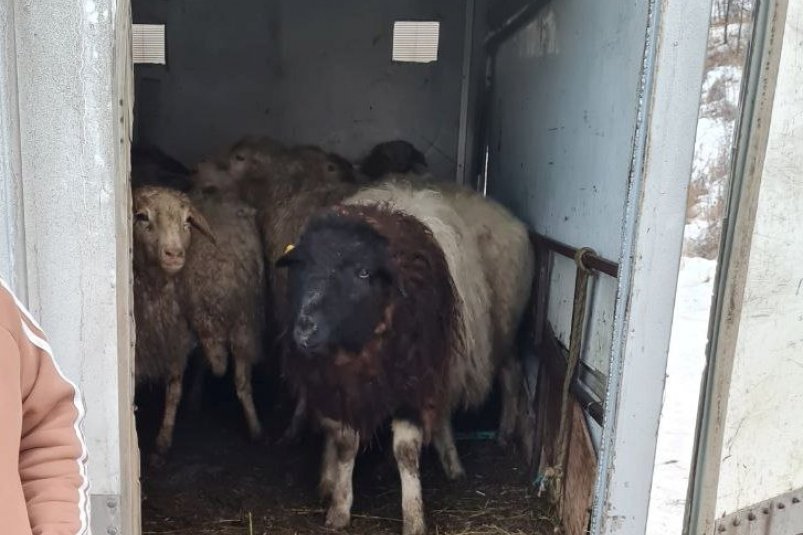 Грузовик со скотом из Бурятии задержали в Иркутской области