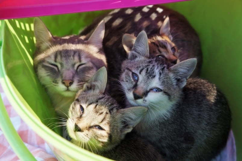 В Бурятии из-за короткого замыкания погибла кошка с котятами