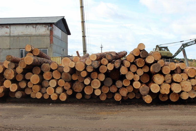В Бурятии вскрылся факт контрабанды леса на более 80 млн рублей