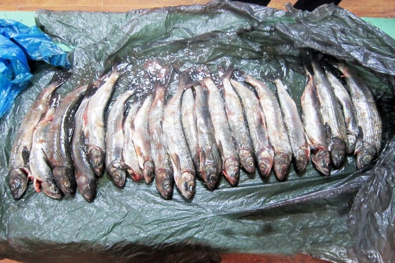 Туристы в Бурятии пытались провезти рыбу из Монголии