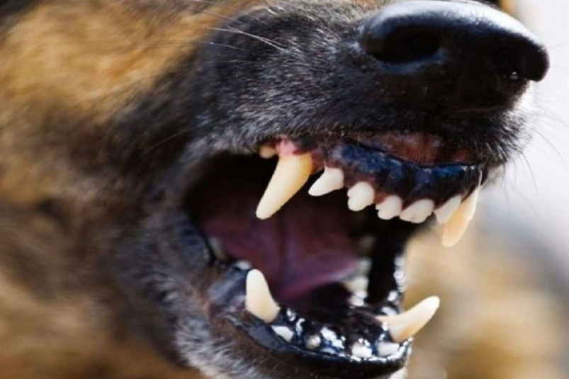 Закон об эвтаназии агрессивных собак вслед за Бурятией приняли в Забайкалье