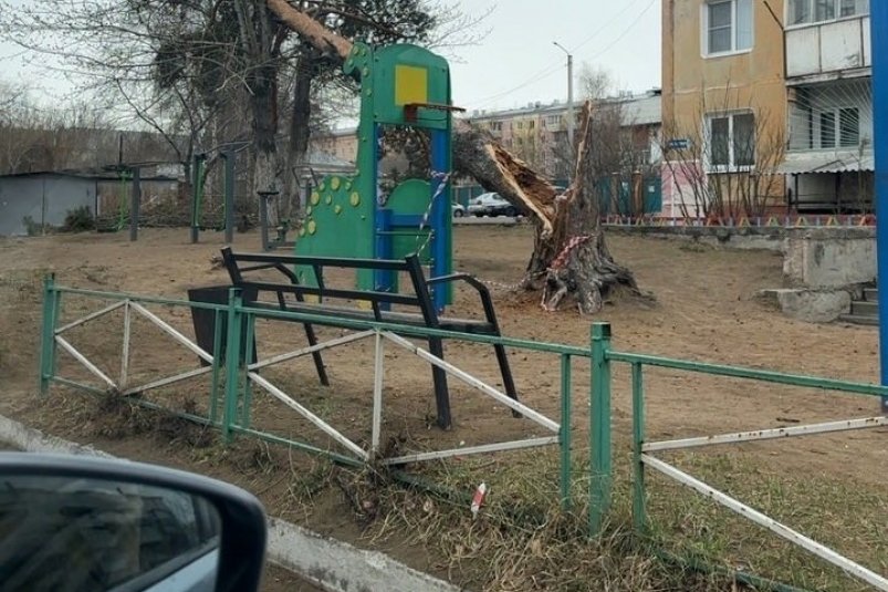 Ни одно подрезанное дерево не упало в результате штормового ветра в Улан-Удэ