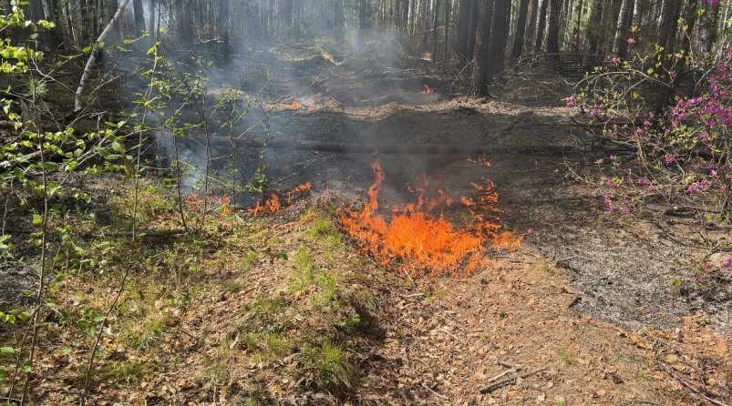 В Бурятии тушат четыре  лесных пожара