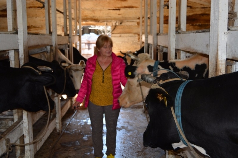 В Бурятии переработчикам молока помогут субсидиями