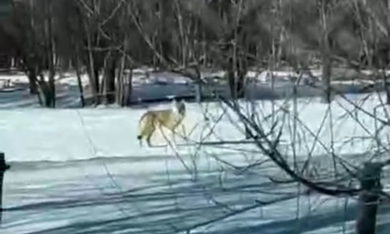 В Бурятии к людям вышли волки