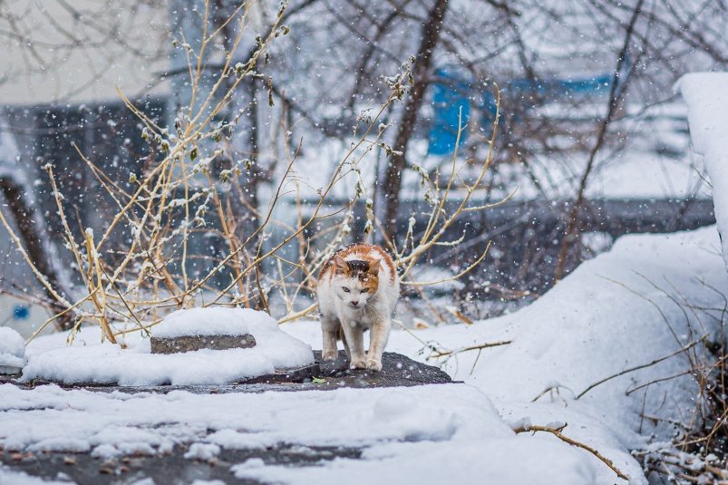 В Сочи холоднее, чем в Мурманске: зима сошла с ума, и впереди еще безумие