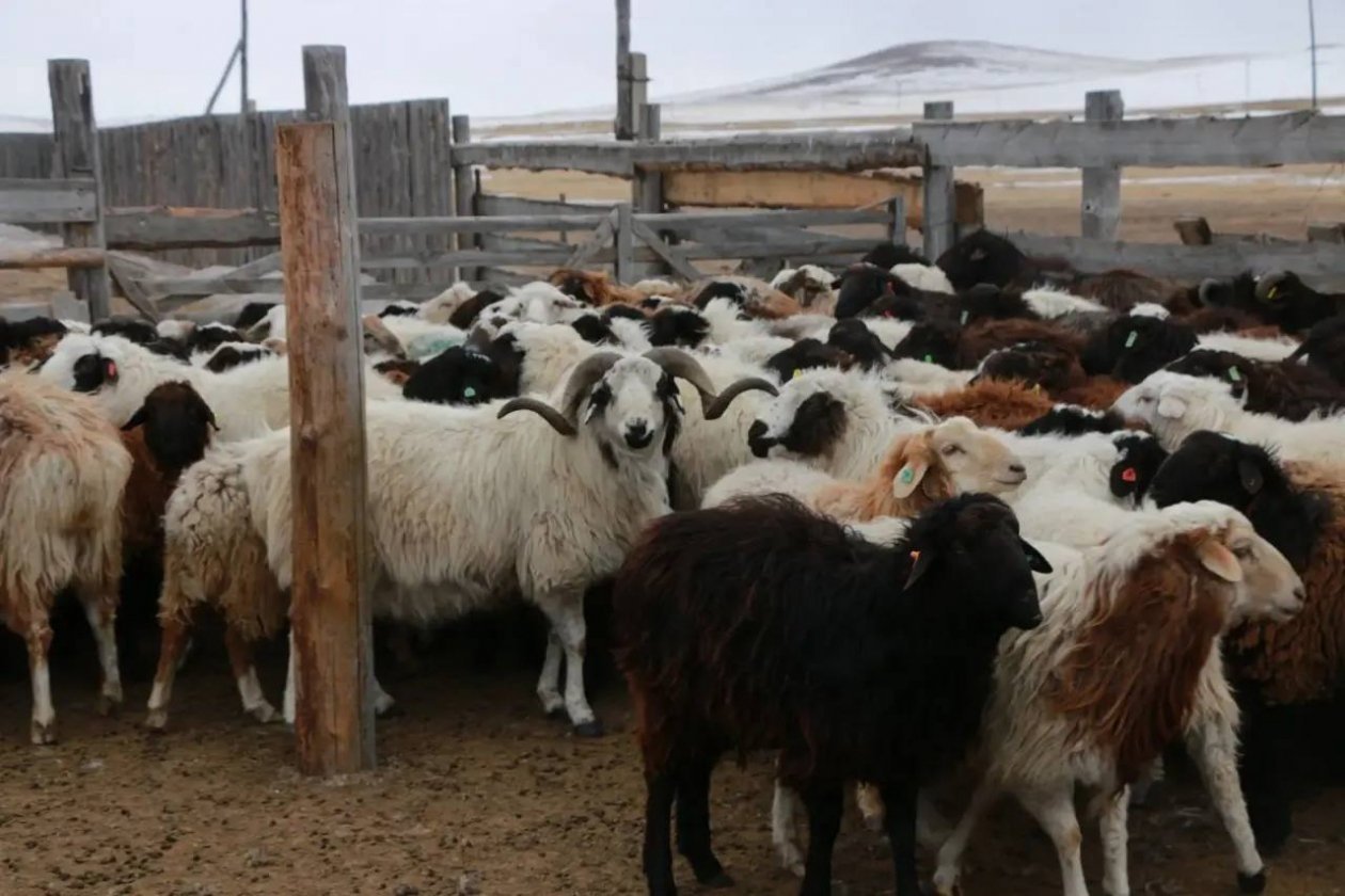 Бурятия стала чемпионом Дальнего Востока по количеству овец и коз Минсельхоз Бурятии