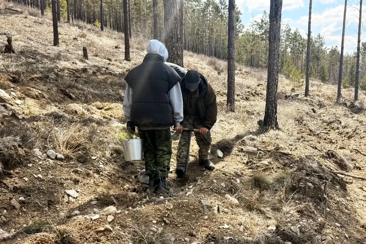В городских лесах Улан-Удэ высадят около 5 тыс. деревьев администрация г. Улан-Удэ