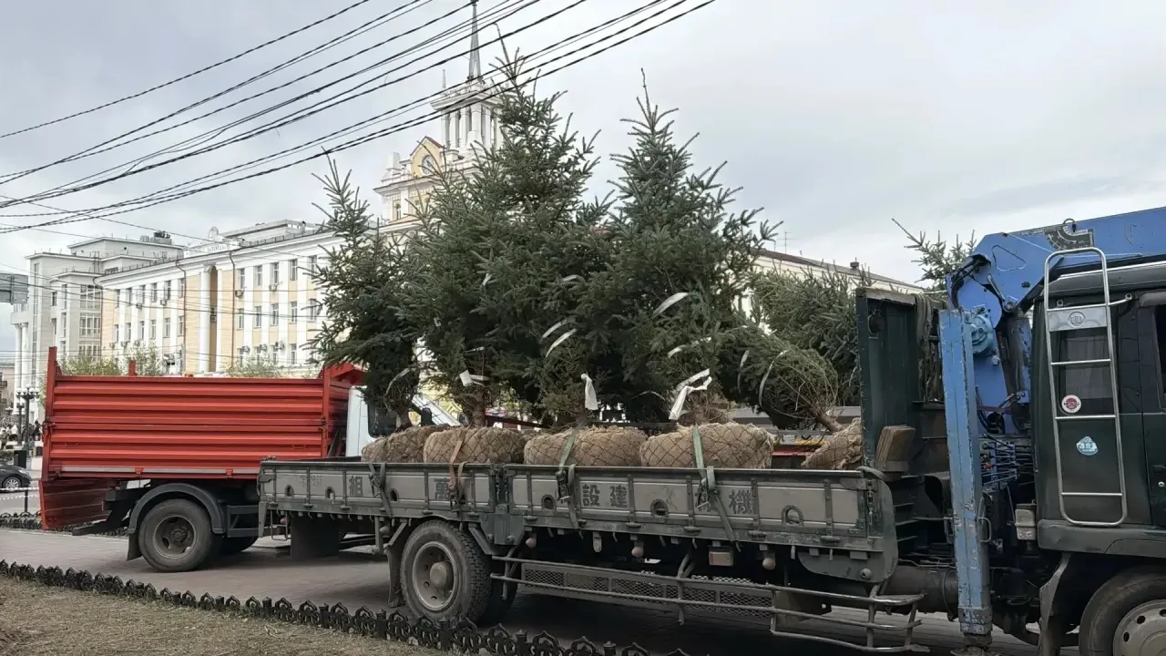 В центре Улан-Удэ высадили 12 голубых елей администрация г. Улан-Удэ