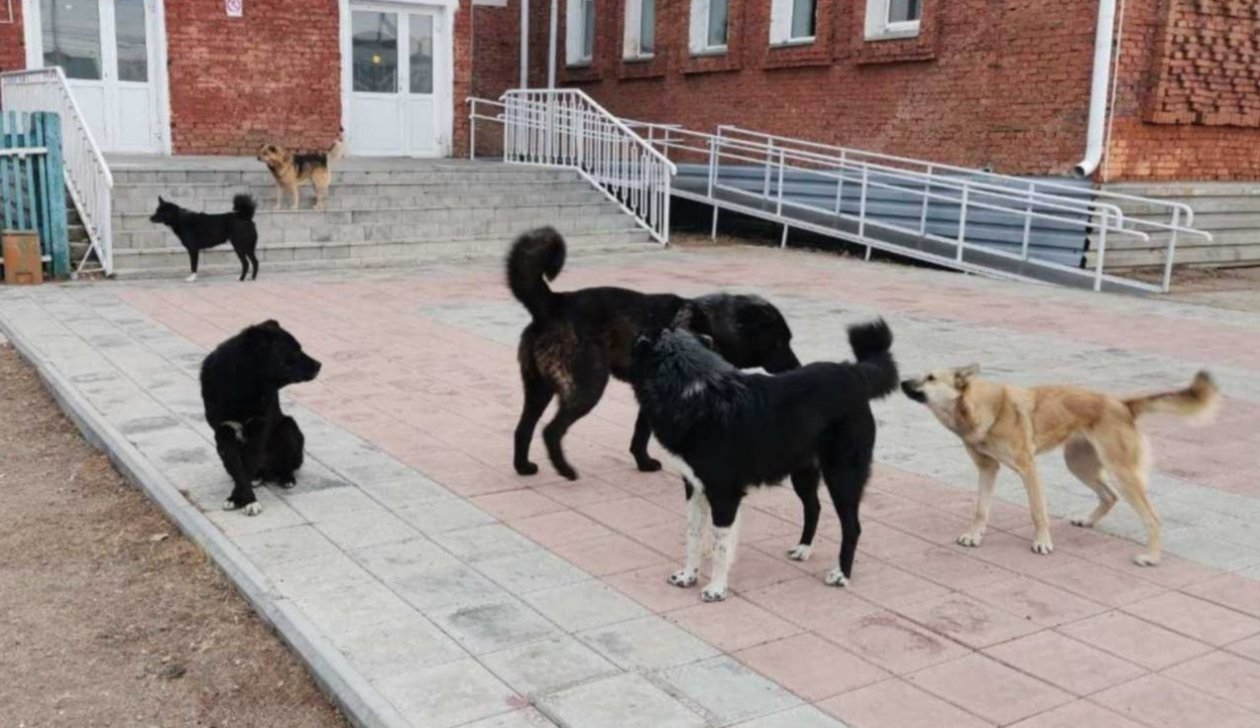 В пригороде Улан-Удэ поймали 225 бродячих собак Еравна-инфо.24/7