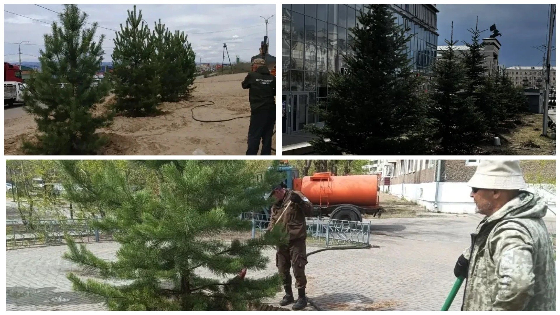 В Улан-Удэ за май высадили свыше 1150 деревьев и кустарников