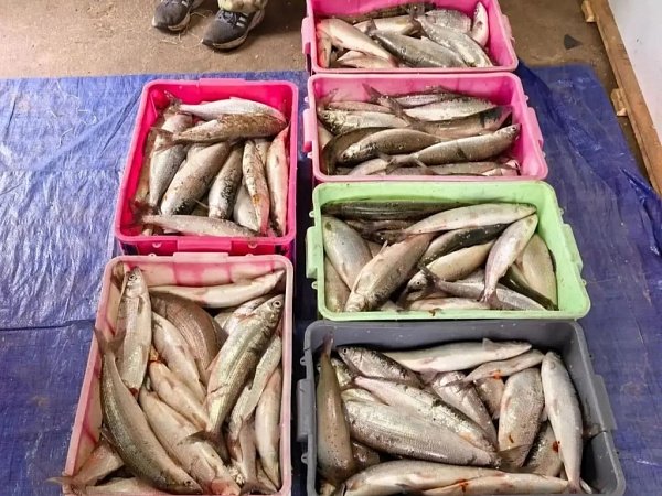 Семеро жителей села Истомино занимались незаконным выловом и продажей байкальского омуля МВД Бурятии