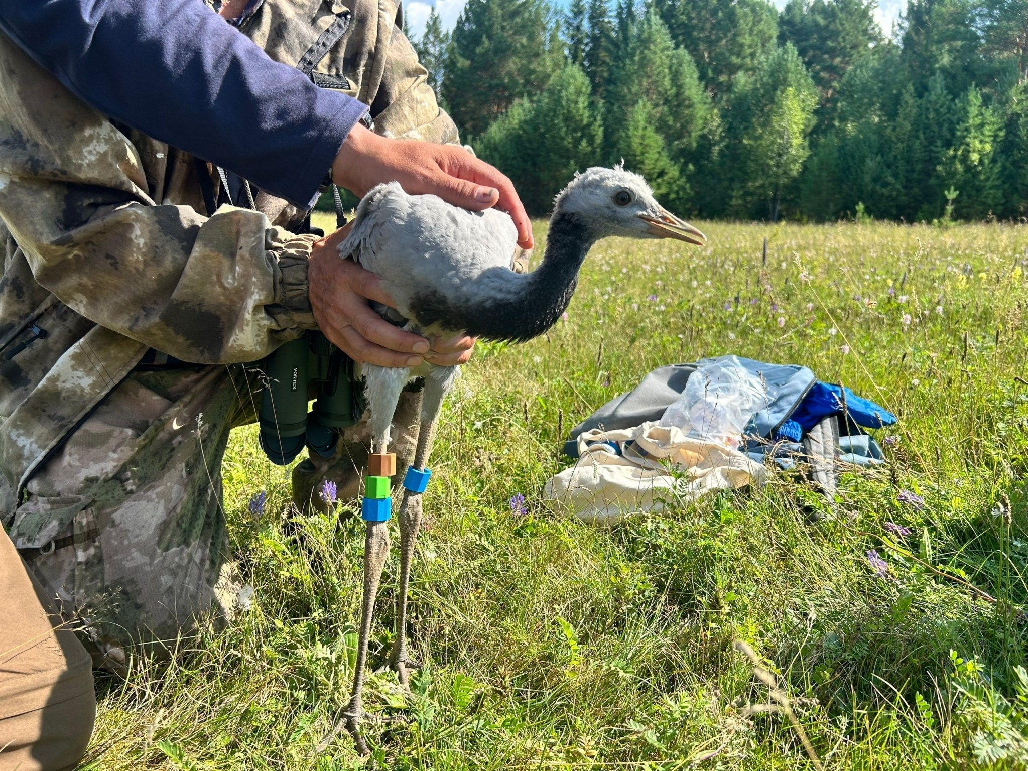 Учёные успели пометить птицу до её отлёта, благодаря сигналу местного предпринимателя Тункинский нацпарк