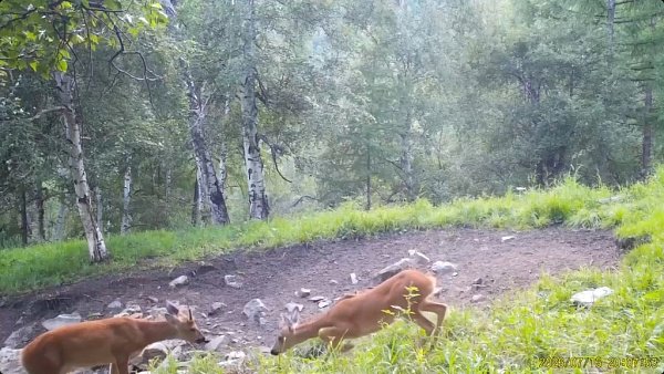 Камеры Тункинского нацпарка запечатлели редкий момент Тункинский нацпарк