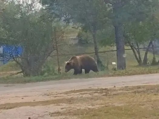 Медведь возле населённого пункта соцсети