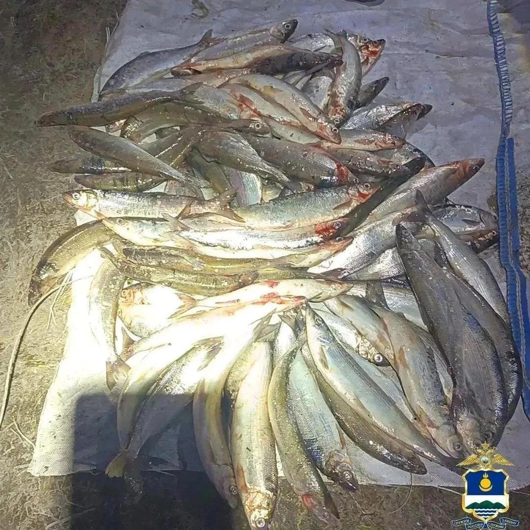 Байкальский омуль запрещено ловить МВД по Бурятии